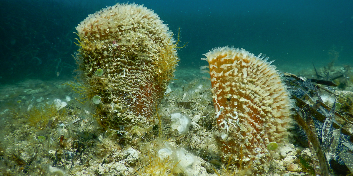 Pinna nobilis